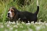 BASSET HOUND 027